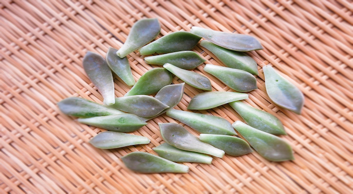 食べるサプリメント と呼ばれる食用サボテン グラパラリーフ の育て方 ハウスメイトの 賃貸暮らしを見守り隊