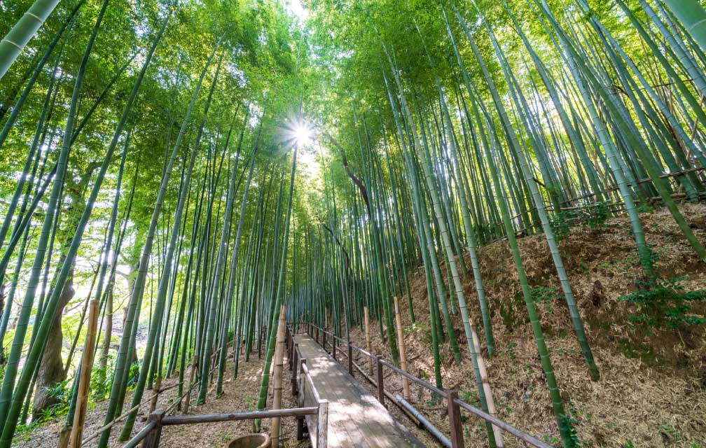 見沼通船堀公園の竹林