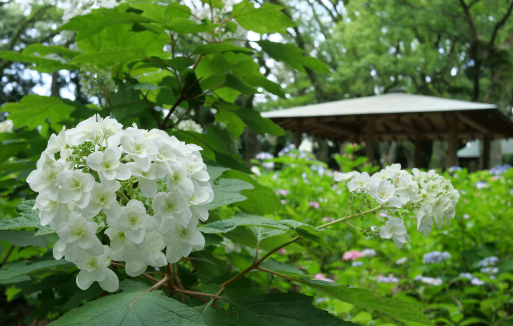 筥崎宮 あじさい苑